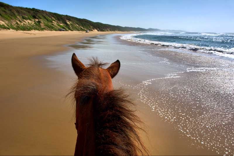 Puerto rico horseback ride at campo rico