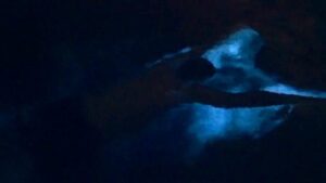 bioluminescent bay parguera tours